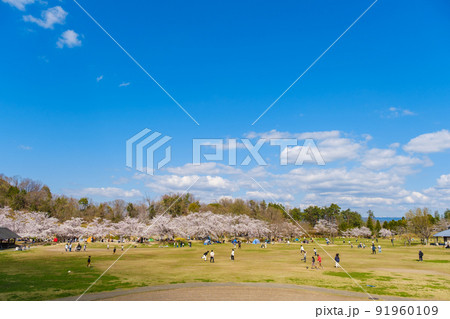 桜が満開の公園で遊ぶ家族連れ　京都府　けいはんな記念公園 91960109