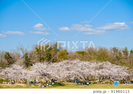 桜が満開の公園で遊ぶ家族連れ 京都府 けいはんな記念公園 桜が満開の公園で遊ぶ家族連れ 京都府 けいはんな記念公園 91960115