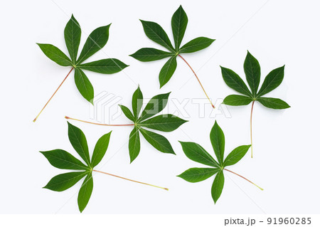 Cassava leaves on white background. 91960285