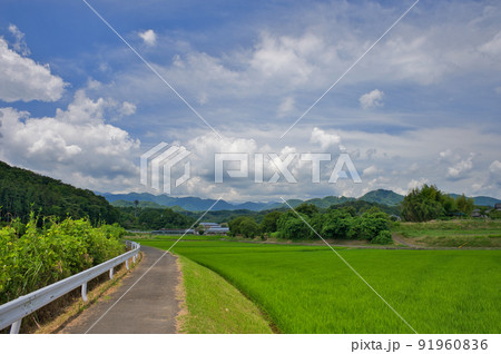 中荻野の田んぼ景色 中荻野の田んぼ景色 91960836