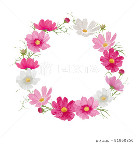ピンクと白のコスモスのサークルフレーム秋の草花の水彩画 ピンクと白のコスモスのサークルフレーム秋の草花の水彩画 91960850