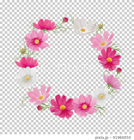 ピンクと白のコスモスのサークルフレーム秋の草花の水彩画 ピンクと白のコスモスのサークルフレーム秋の草花の水彩画 91960850