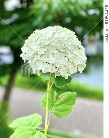紫陽花 白 乙川 愛知県岡崎市 の写真素材