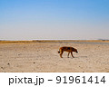 砂漠を歩く犬 91961414