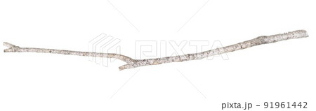 タイトルに使える白樺の枝 91961442