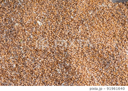 Background texture of a large pile of corn. Many grains of corn are covered with daylight. 91961640