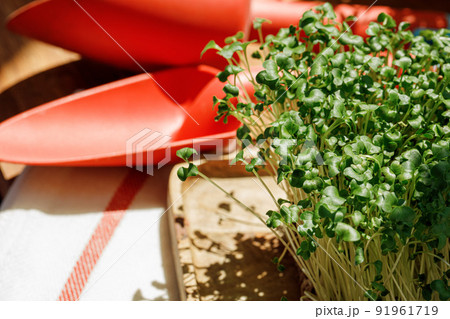 Growing micro greens in a daylight close up Growing micro greens in a daylight close up 91961719
