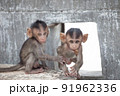 可愛いサル 91962336