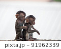可愛いサル 91962339