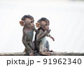 可愛いサル 91962340