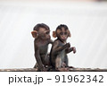 可愛いサル 91962342