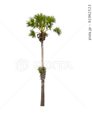 Sugar palm tree Isolated on white background 91962523