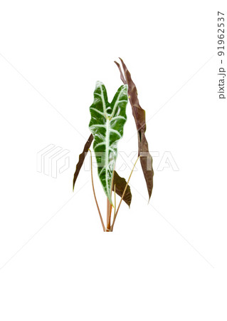 Alocasia Polly Amazonica Sanderiana isolated Alocasia Polly Amazonica Sanderiana isolated 91962537