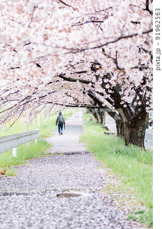 桜のトンネルと花びらの絨毯 桜のトンネルと花びらの絨毯 91962563