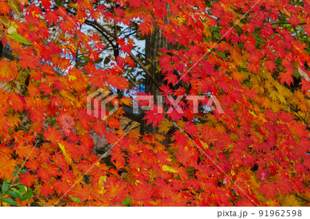 紅葉 秋 屋外 91962598