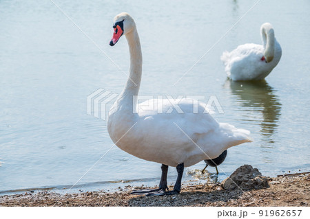 Graceful white Swan with a red beak stands on the bank of a pond Graceful white Swan with a red beak stands on the bank of a pond 91962657
