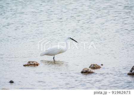 The small white heron or Little egret stands in the lake 91962673