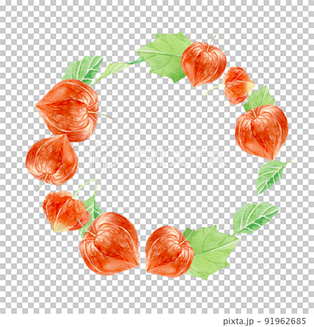 ほおずき ホオズキ 鬼灯 フレーム 水彩 イラスト ほおずき ホオズキ 鬼灯 フレーム 水彩 イラスト 91962685