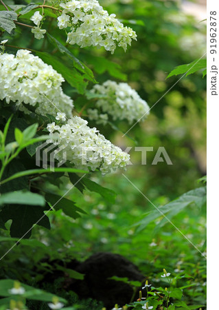 紫陽花の花 紫陽花の花 91962878