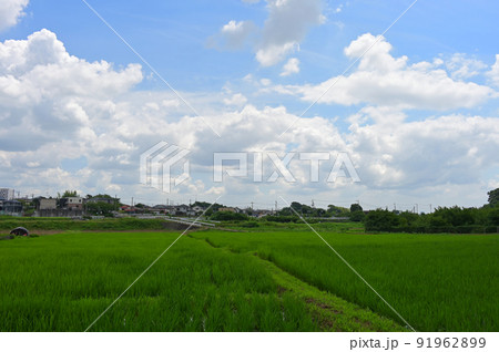 厚木郊外の田園風景 厚木郊外の田園風景 91962899