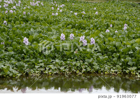 道の駅童謡のふるさとおおとねのホテイアオイ 道の駅童謡のふるさとおおとねのホテイアオイ 91963077