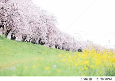 河原沿いに咲く桜並木 91963098