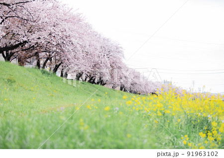 河原沿いに咲く桜並木 91963102