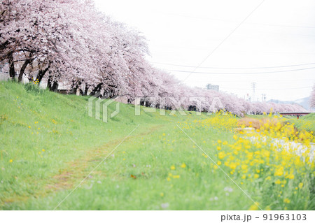 河原沿いに咲く桜並木 河原沿いに咲く桜並木 91963103