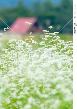 そばの花（蒜山高原） 91963250
