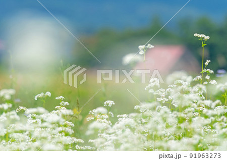 そばの花（蒜山高原） 91963273