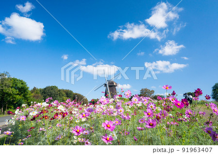 大阪 花博記念公園 秋を代表する花 コスモス/ 大阪 花博記念公園 秋を代表する花 コスモス/ 91963407