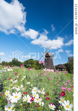 大阪 花博記念公園 秋を代表する花 コスモス/ 大阪 花博記念公園 秋を代表する花 コスモス/ 91963415