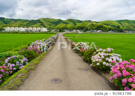 水田と紫陽花(徳島県小松島市) 91963786
