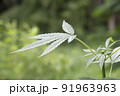 Close-up cannabis seedlings. Cannabis is a standoff between a drug and a medicine.Cannabis background herb on the farm 91963963