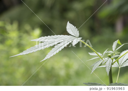 Close-up cannabis seedlings. Cannabis is a standoff between a drug and a medicine.Cannabis background herb on the farm 91963963