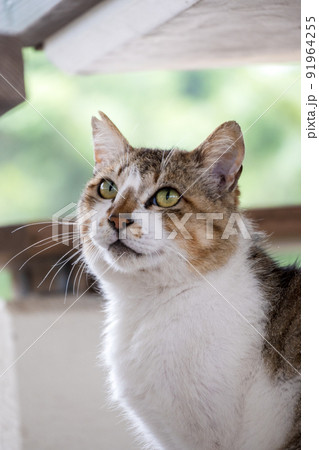 屋外でくつろぐ可愛いさくら猫 91964255
