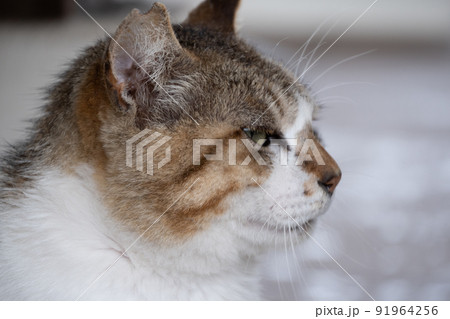屋外でくつろぐ可愛いさくら猫 屋外でくつろぐ可愛いさくら猫 91964256