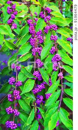 コムラサキの実のある風景 91964479