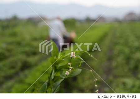 藍染めの産地、徳島の藍畑の藍の葉の収穫 藍染めの産地、徳島の藍畑の藍の葉の収穫 91964791