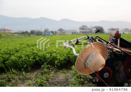 藍染めの産地、徳島の藍畑の藍の葉の収穫 91964796