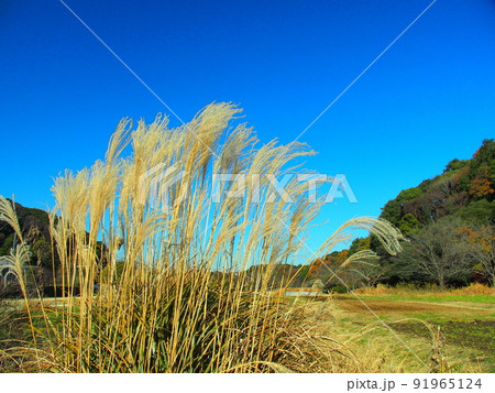 枯れ芒のある21世紀の森と広場風景 91965124