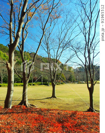 紅葉の満天星躑躅のある冬の21世紀の森と広場風景 91965512