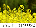 菜の花 91965548