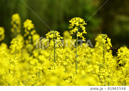 菜の花 菜の花 91965548