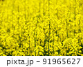 菜の花 91965627