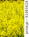 菜の花 91965628