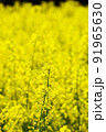 菜の花 91965630