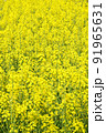 菜の花 91965631
