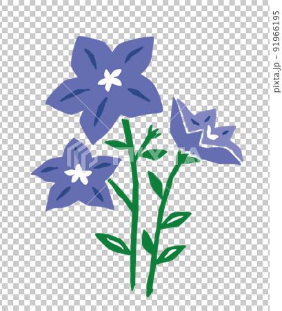 桔梗復古矢量圖 桔梗復古矢量圖 91966195