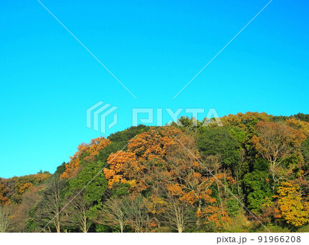 コナラの黄葉の木のある森 21世紀の森と広場風景 コナラの黄葉の木のある森 21世紀の森と広場風景 91966208